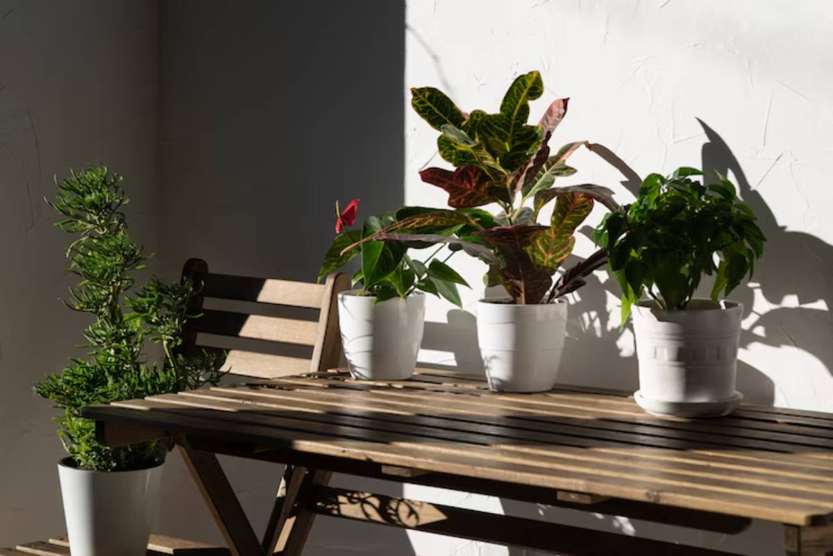 A wooden table with three white potted plants basking in sunlight, casting shadows on a textured wall.