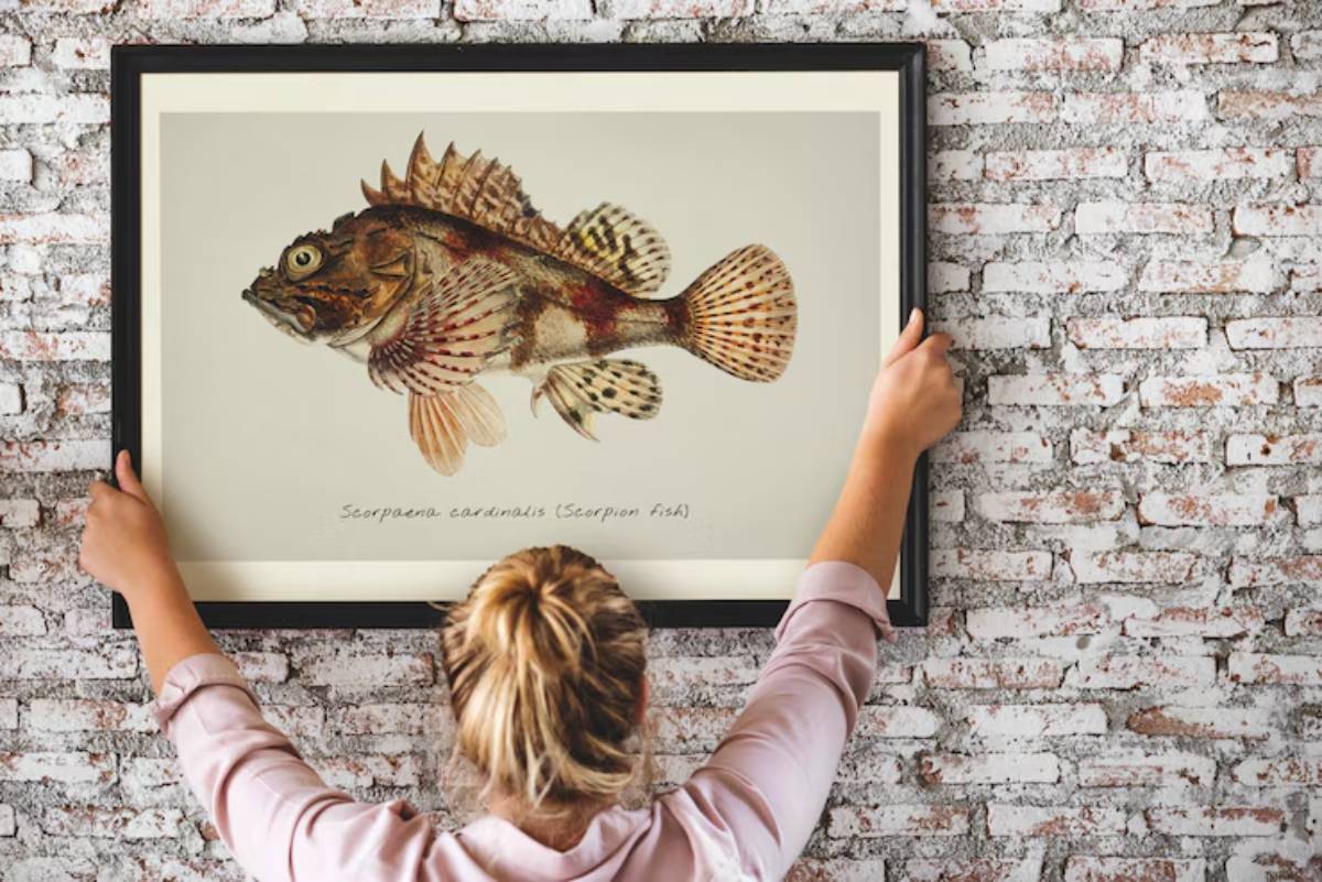 A woman hangs a framed illustration of a Scorpaena cardinalis (Scorpion fish) on a brick wall.